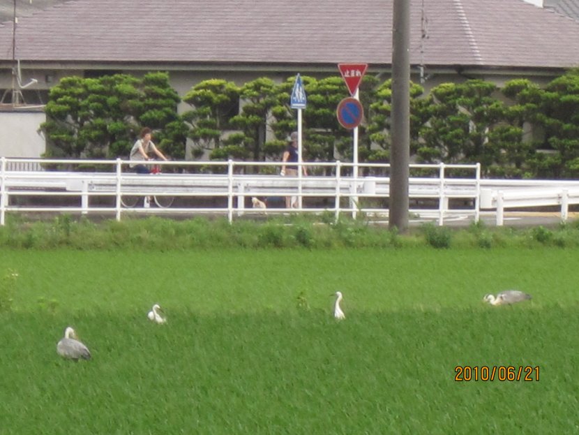 2010_0621_170240-IMG_0129
