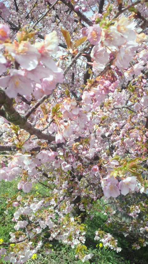 20110306 河津桜.2