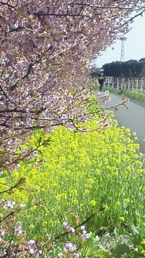 20110306 河津桜